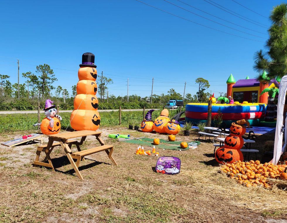 Pumpkin Patch