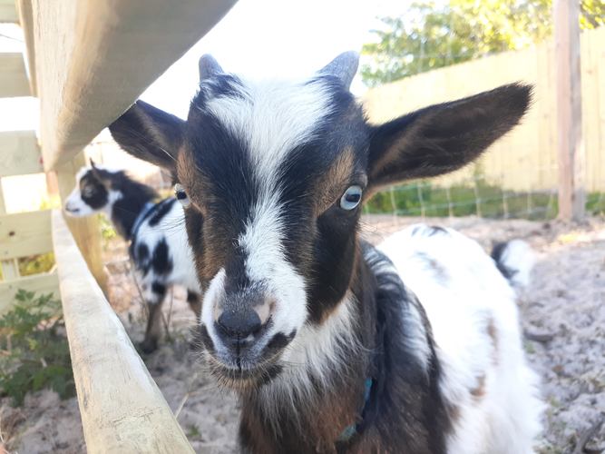 goats