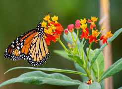 Tropical Milkweed